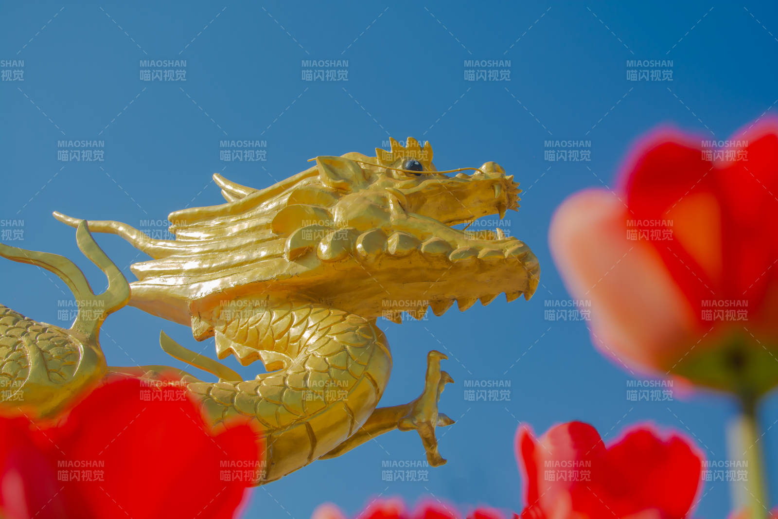 金龙戏花 蓝天映衬图片