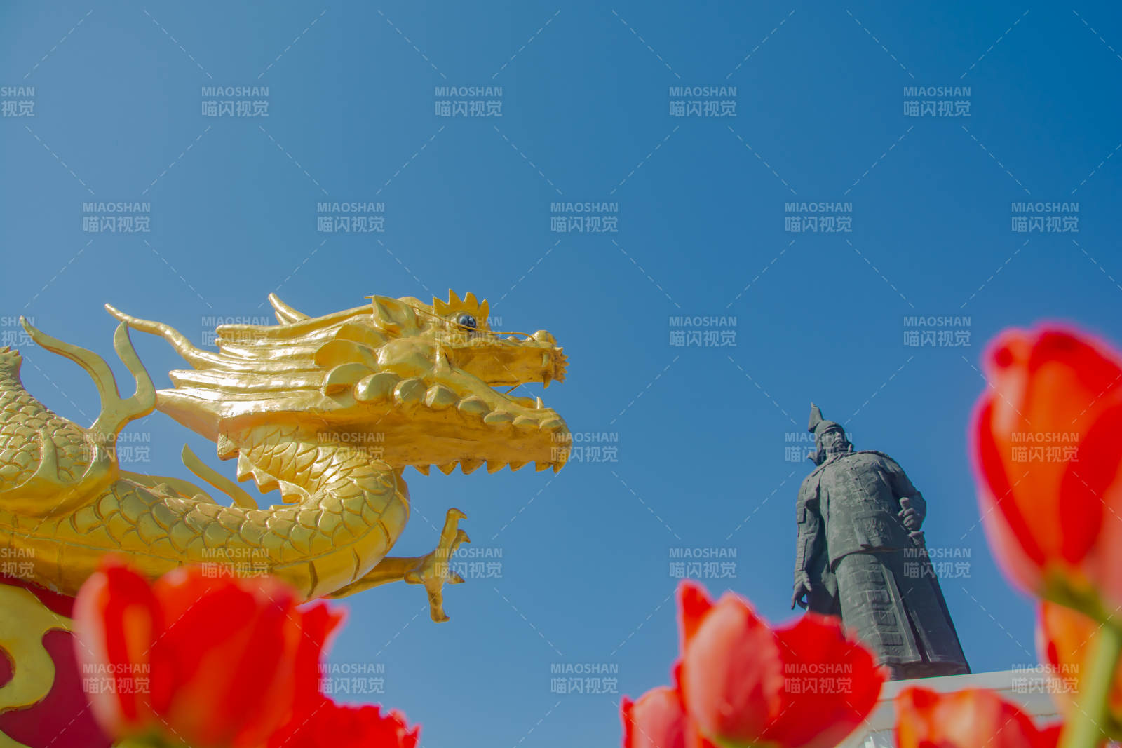 金龙腾跃 红郁金香映古将图片