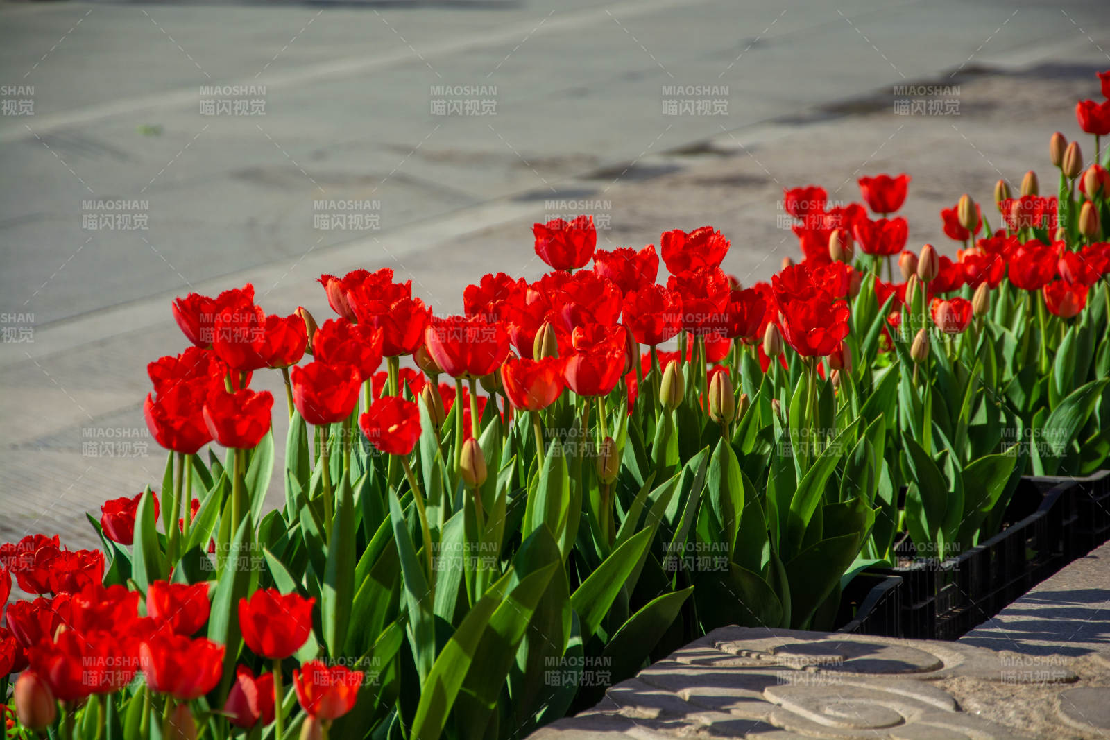 红 tulip 花坛映街景图片