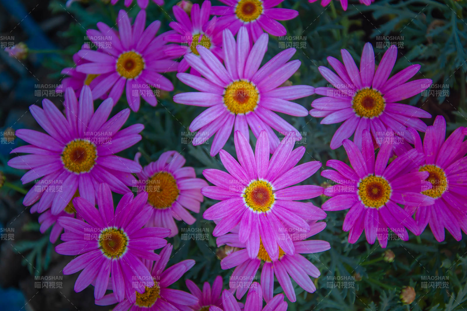 粉紫雏菊绽放 生机盎然图片