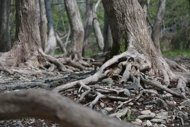 盘根错节 古树扎根石滩图片