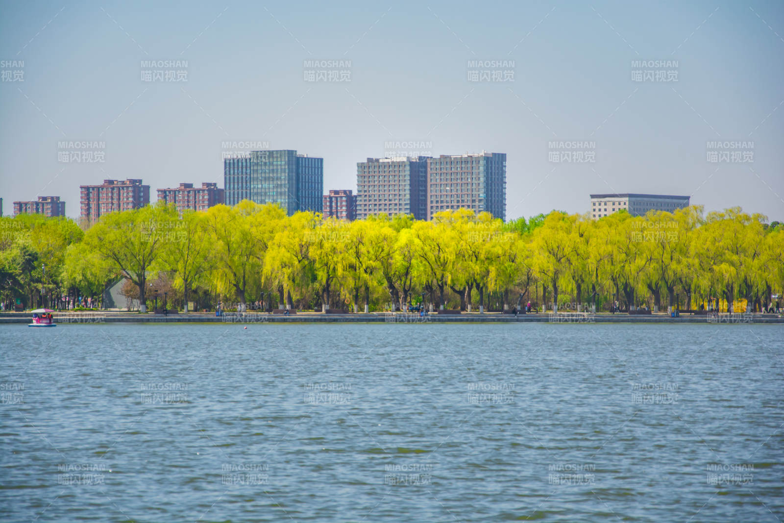 湖畔春柳映城楼图片