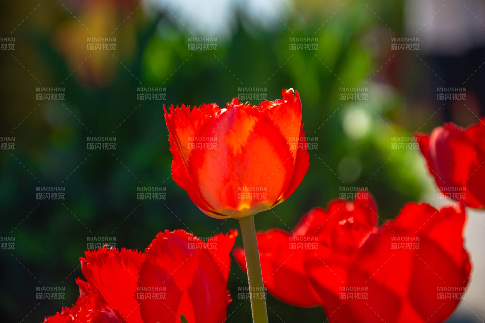 红郁金香绽放春日花园图片