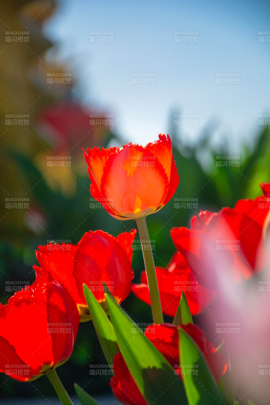 红色郁金香在阳光下绽放图片