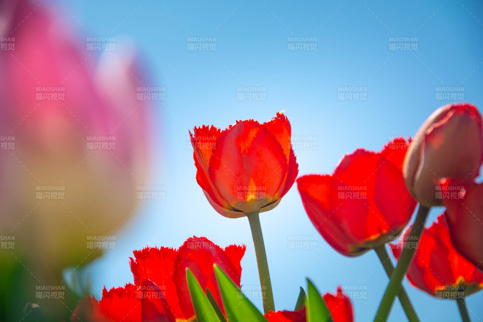 郁金香映蓝天 春意浓图片
