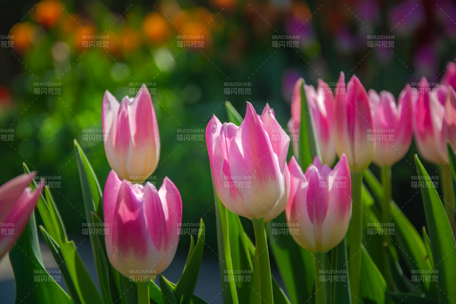 粉白郁金香春日绽放图片