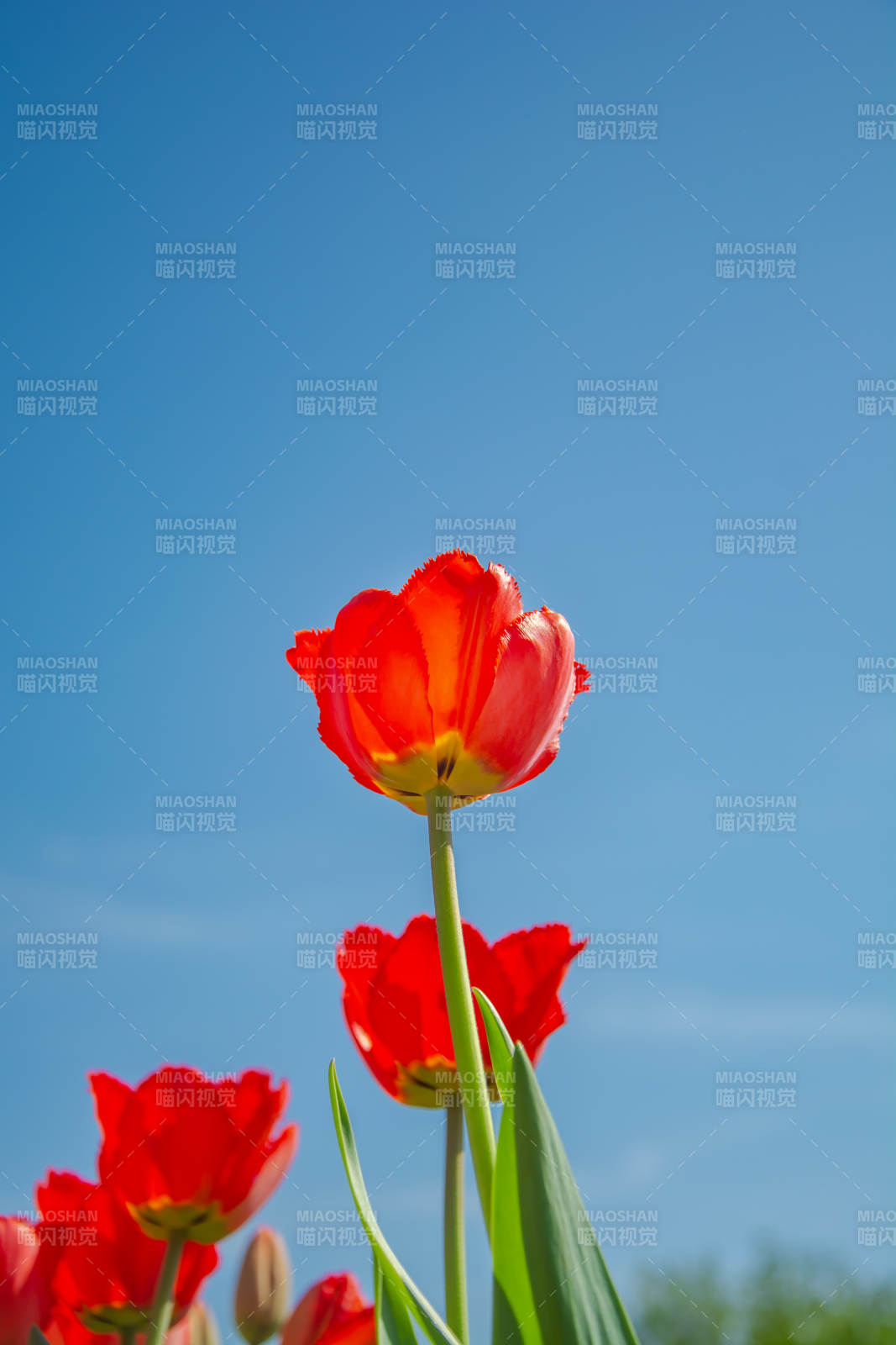 红郁金香映蓝天图片