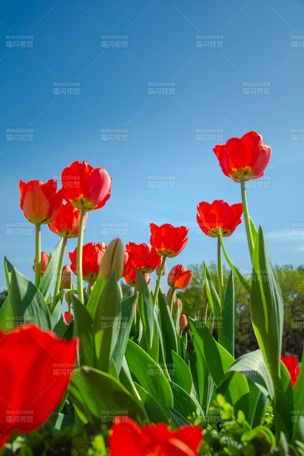 红郁金香映蓝天 春日盛放图片