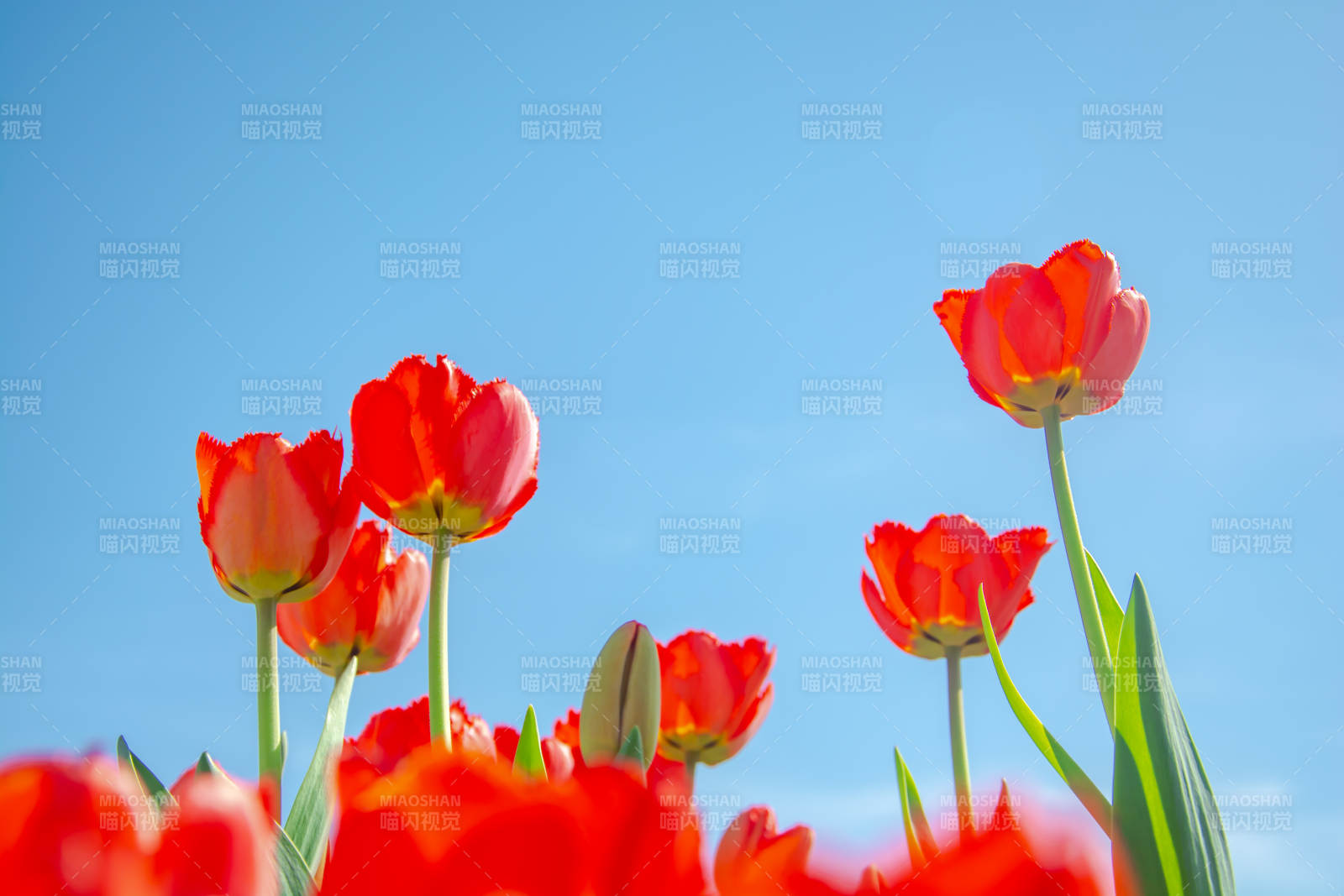 红郁金香蓝天绽放图片