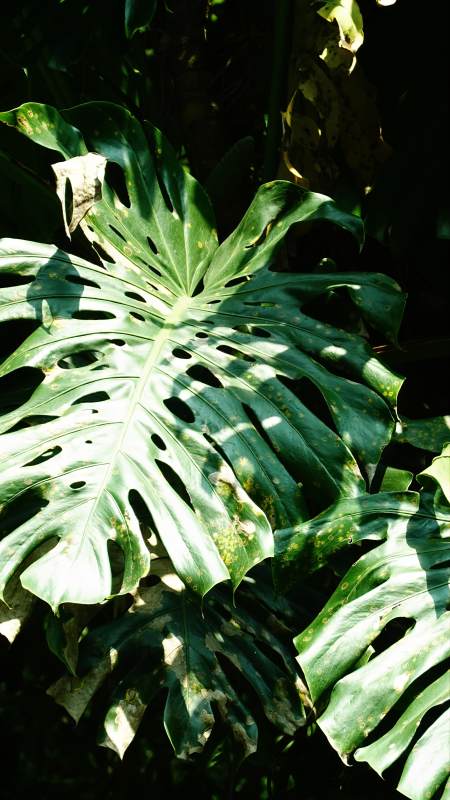 龟背竹光影斑驳绿意浓图片