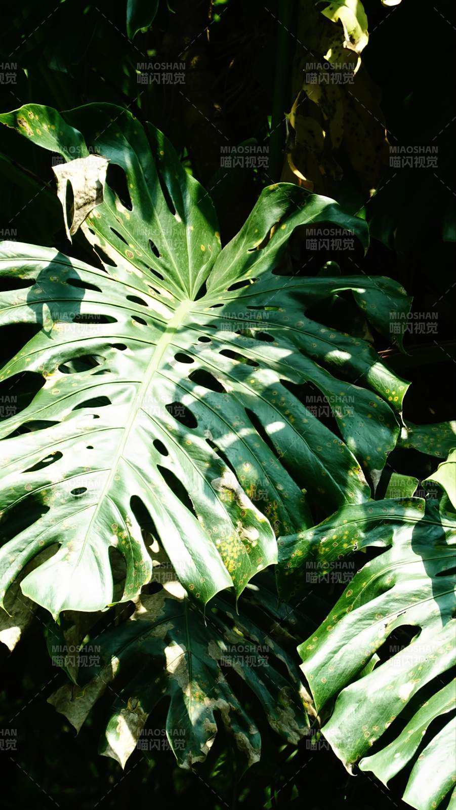 龟背竹光影斑驳绿意浓图片