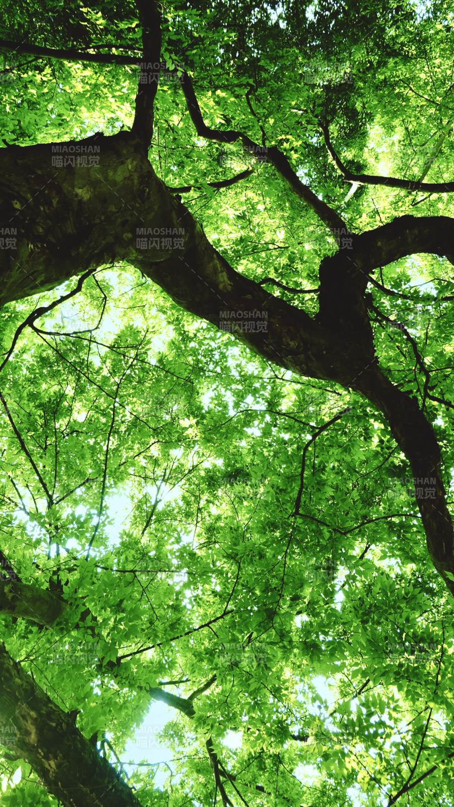 仰望绿荫 树冠如盖图片