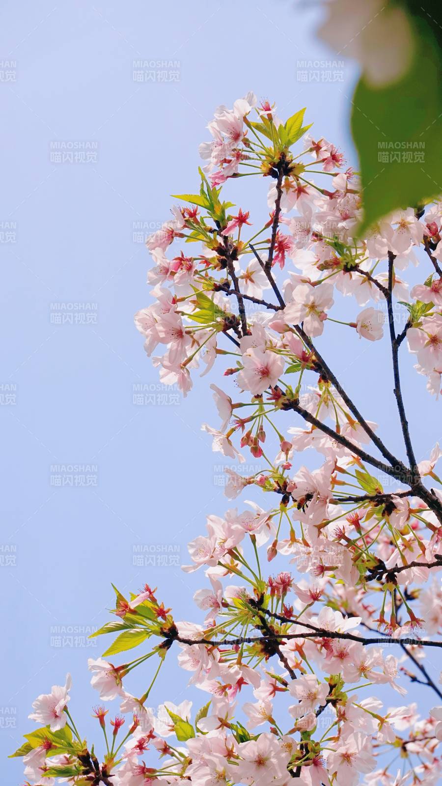 樱花枝头映蓝天图片