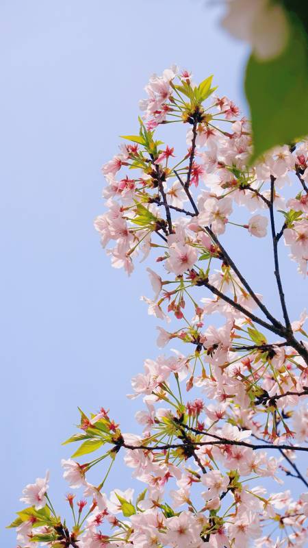 樱花枝头映蓝天图片
