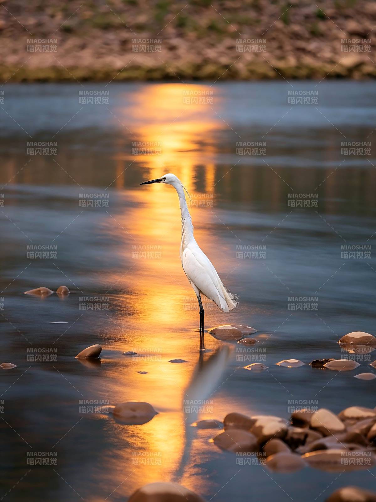 白鹭立水映夕阳图片