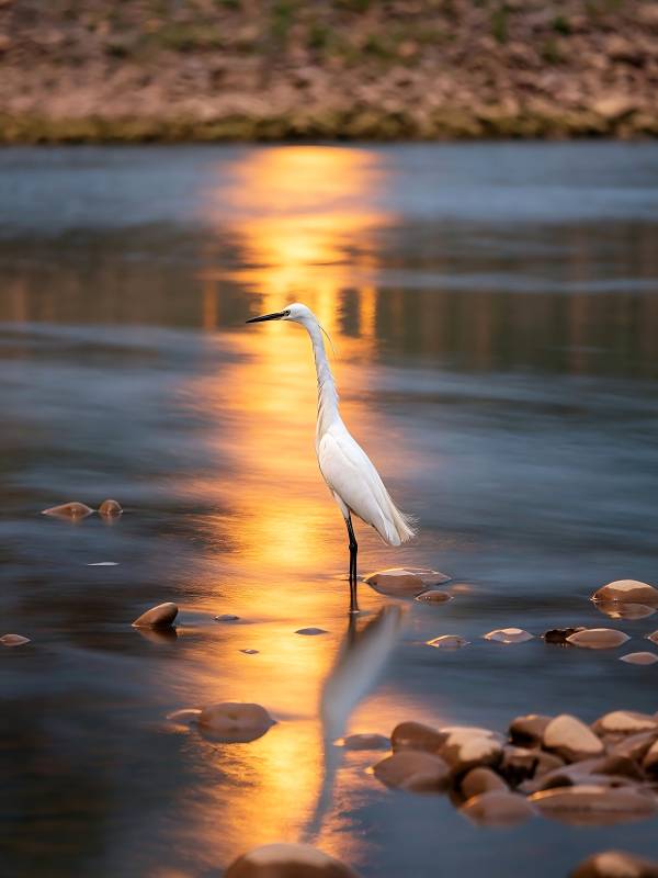 白鹭立水映夕阳图片