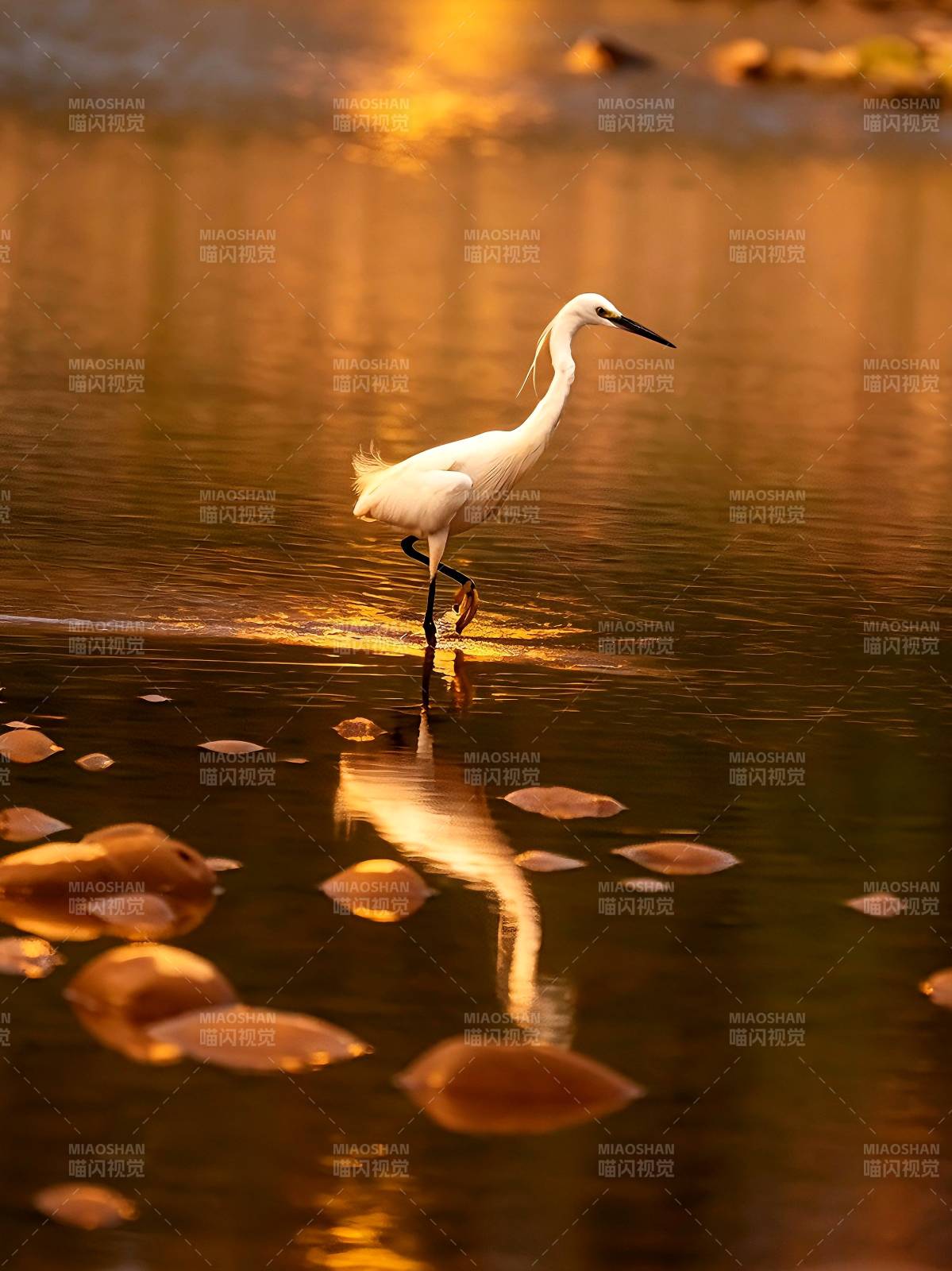 夕阳白鹭踏水行图片