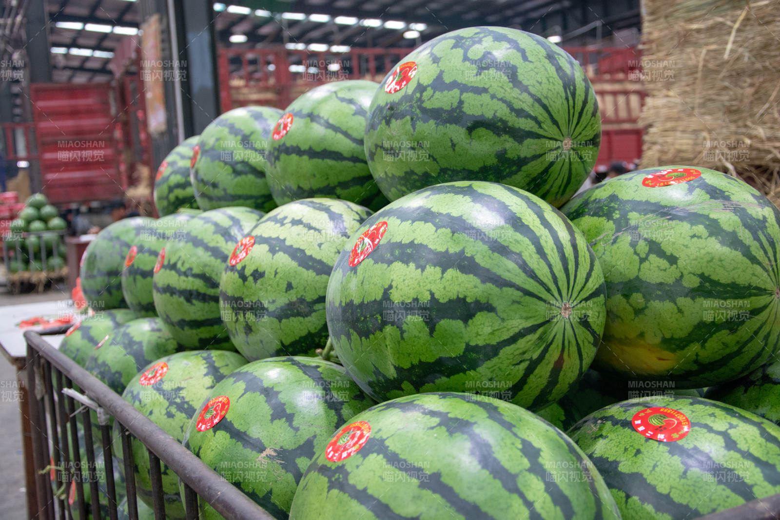 西瓜堆满筐 鲜绿诱人图片