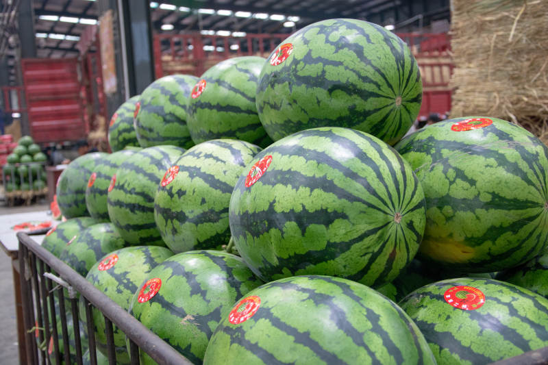 西瓜堆满筐 鲜绿诱人图片