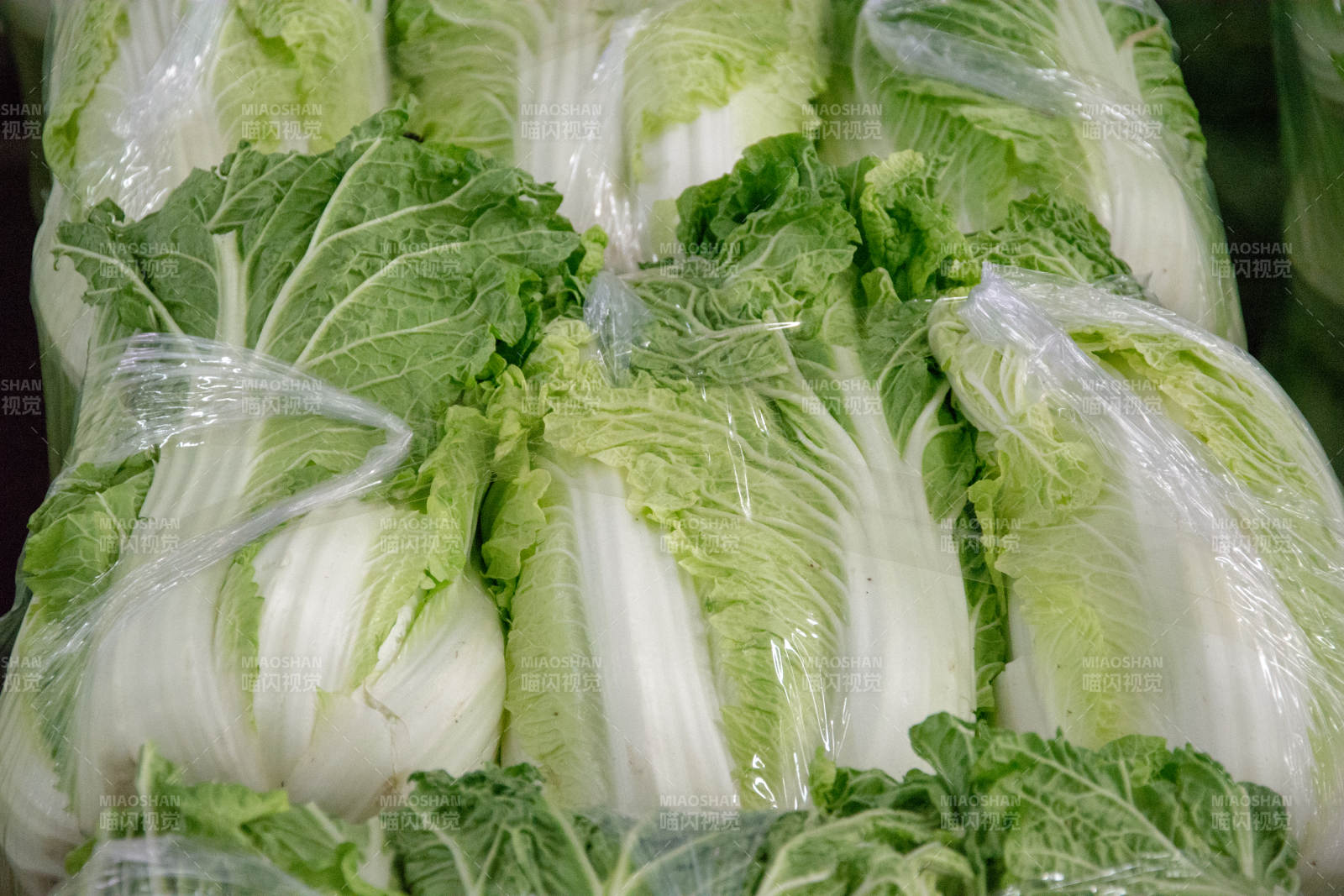 新鲜白菜堆叠待售图片