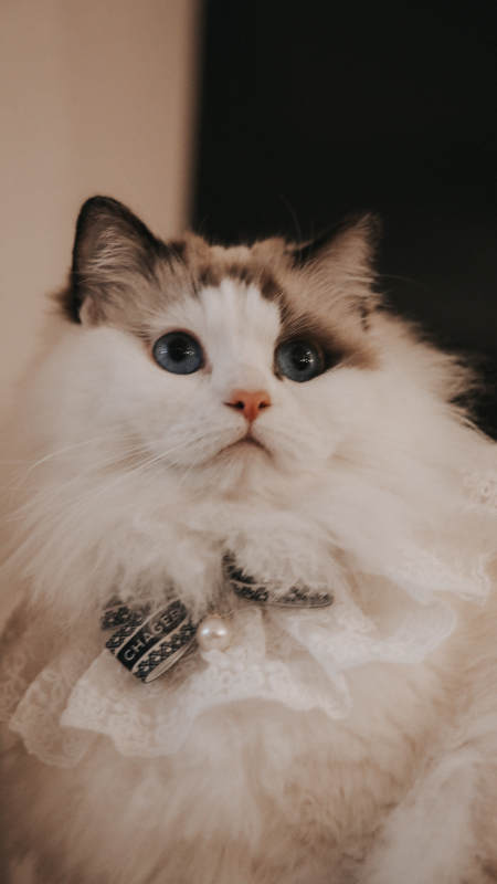 蓝眼布偶猫 蕾丝项圈萌翻天图片