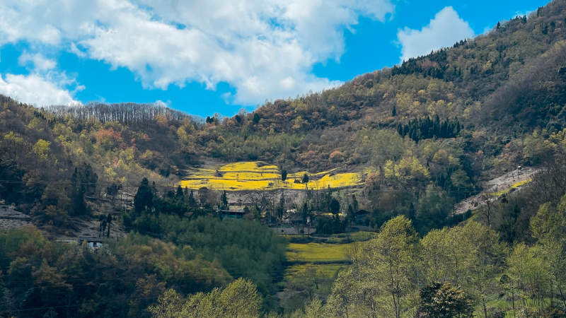 秋日山间金黄梯田景图片