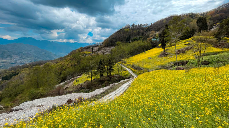 黄花漫山 云路蜿蜒入画来图片