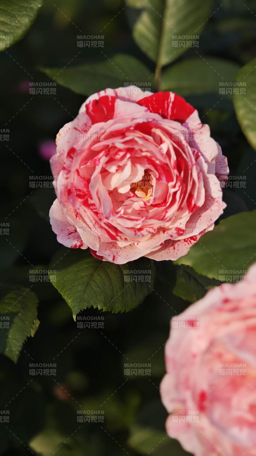 红白“说愁月季“相间绽放图片