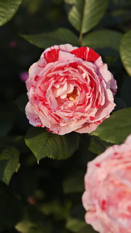 红白“说愁月季“相间绽放图片