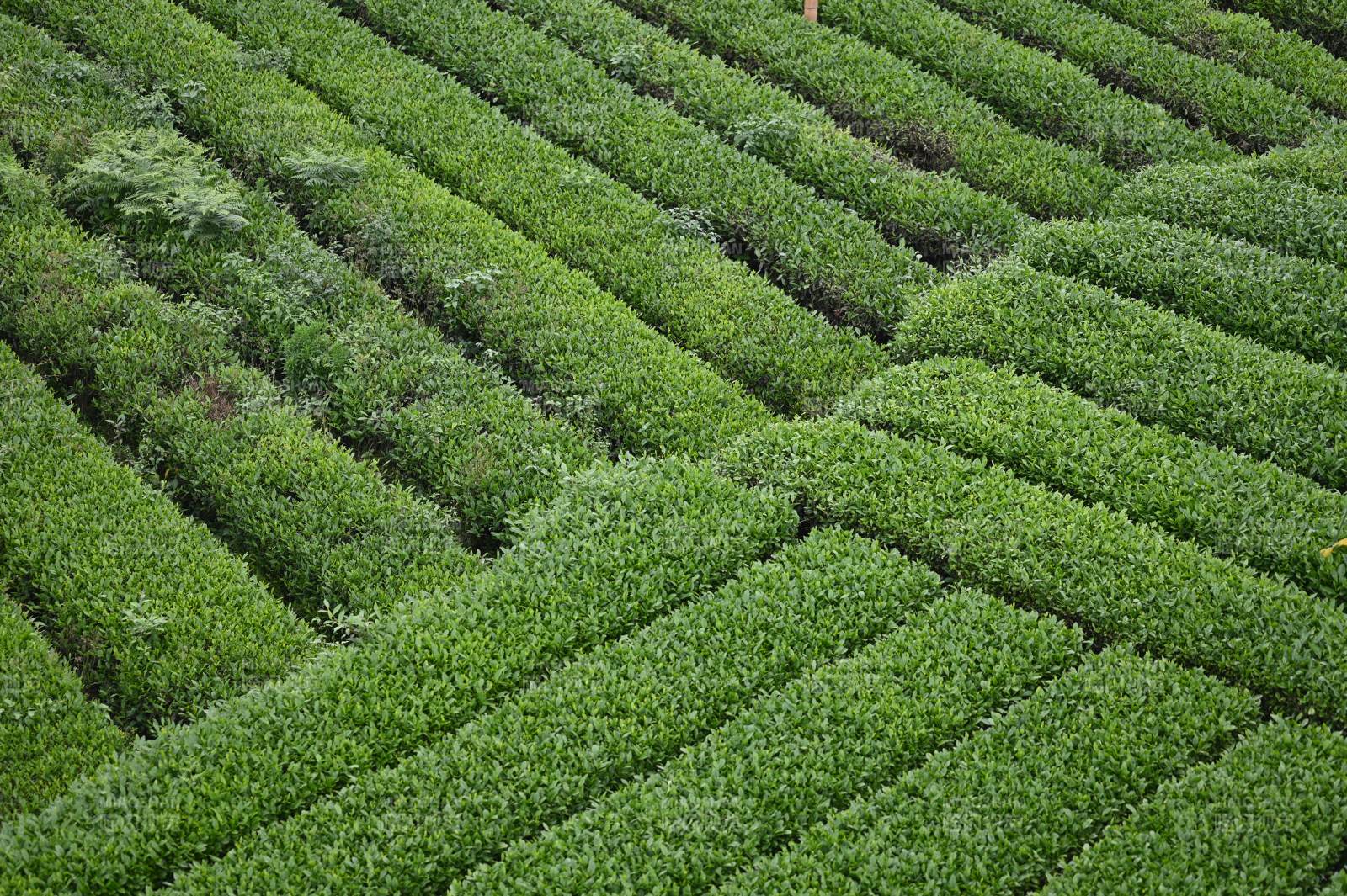 翠绿茶园采茶图片