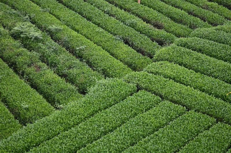 翠绿茶园采茶图片