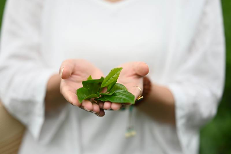双手捧绿叶 自然在心间图片
