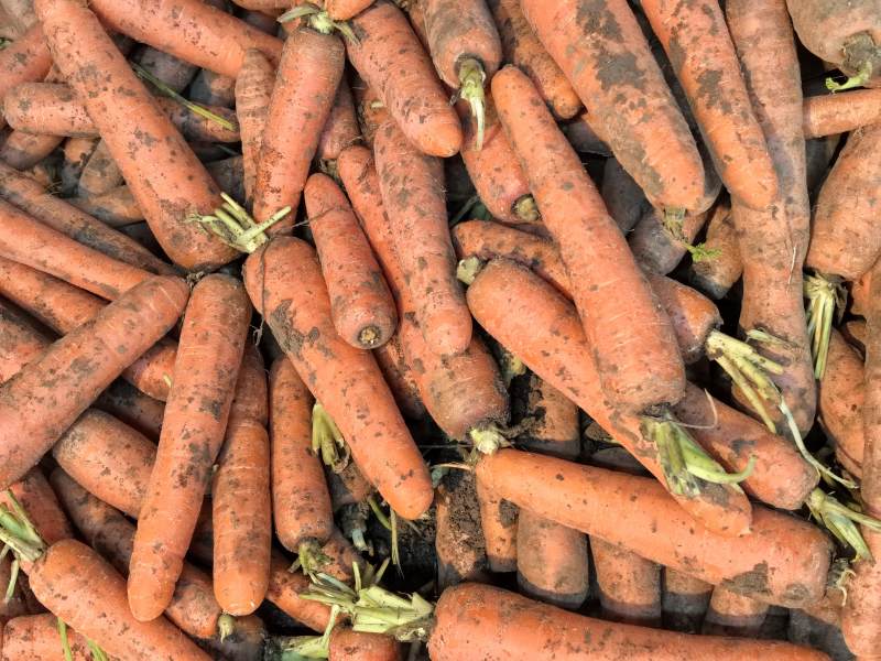 泥胡萝卜堆满筐图片