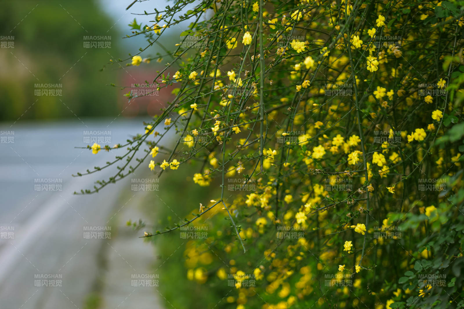 路边黄花迎春开图片