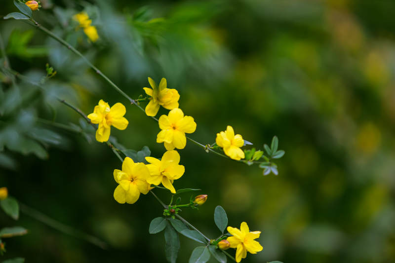 迎春花绽放枝头图片
