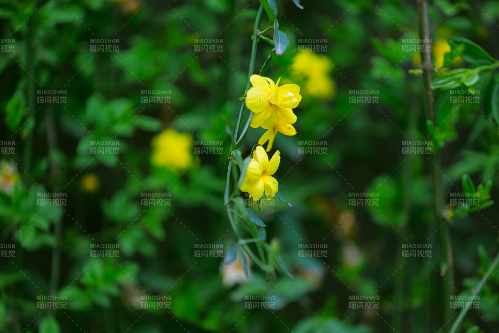 黄花绿叶 春意盎然图片