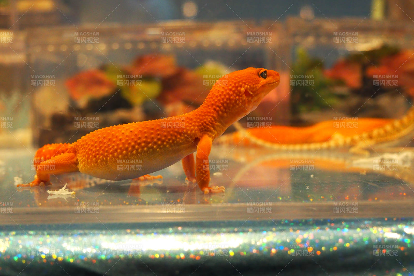 橙斑守宫静立玻璃缸中图片