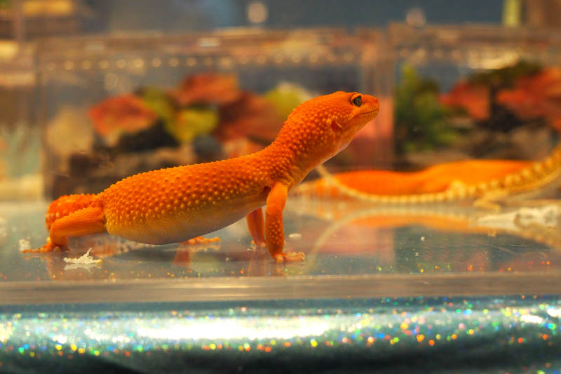 橙斑守宫静立玻璃缸中图片