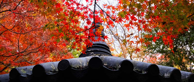 秋叶红透古塔顶图片