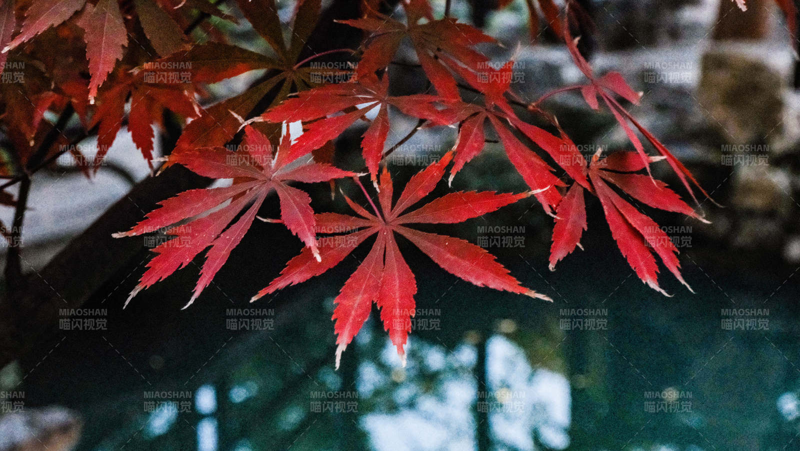 红枫映水 秋色醉人图片