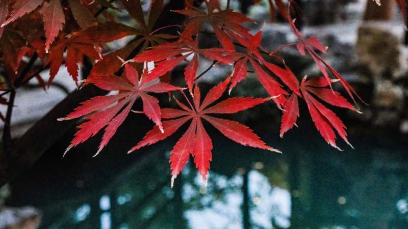 红枫映水 秋色醉人图片