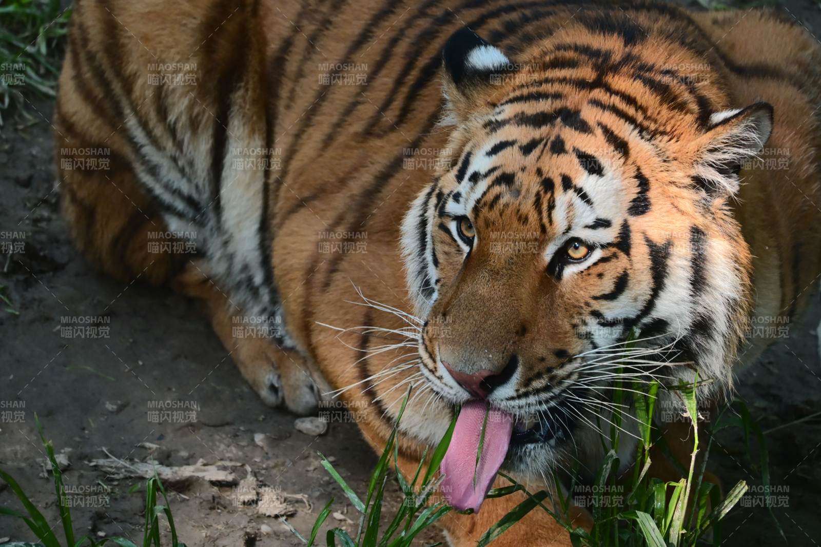 老虎舔草 萌态十足图片