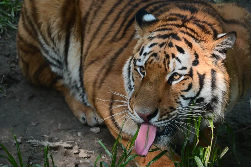 老虎舔草 萌态十足图片