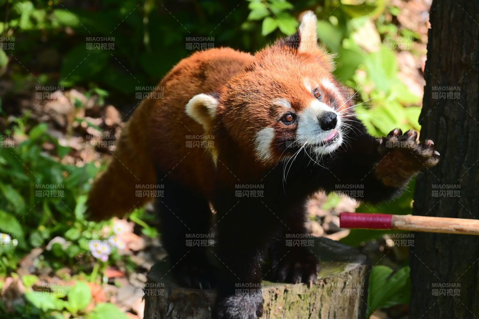 小熊猫攀爬树桩萌态十足图片