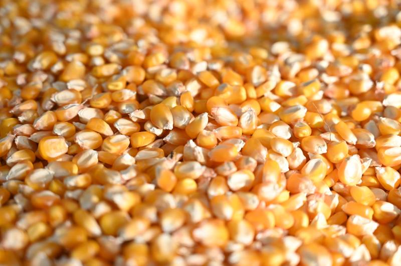 金黄玉米粒特写图片