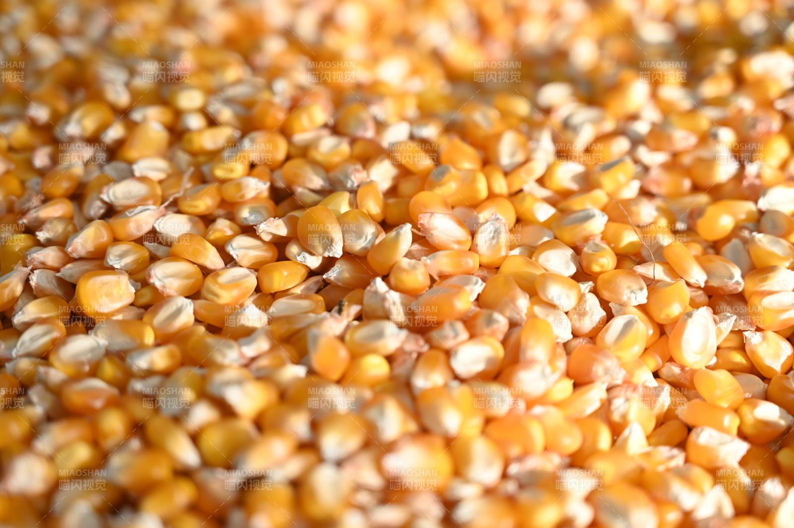 金黄玉米粒特写图片