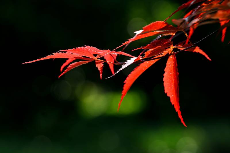 红枫映绿 春意浓情图片