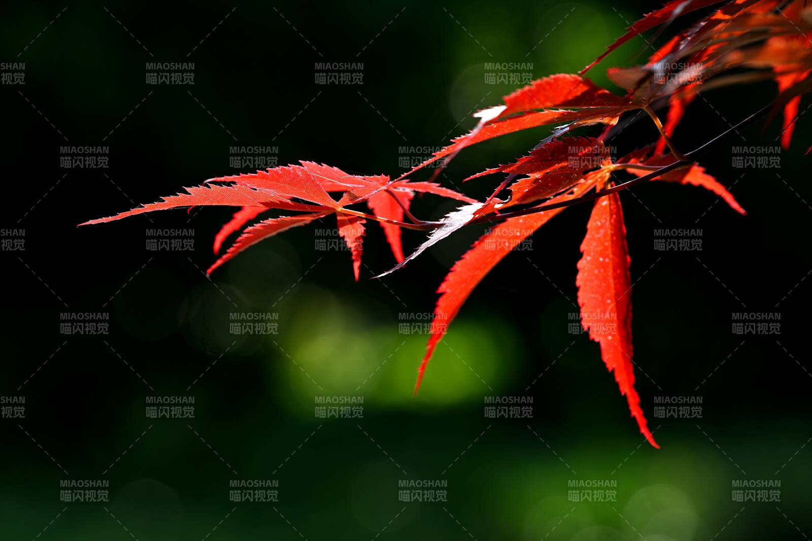 红枫映绿 春意浓情图片