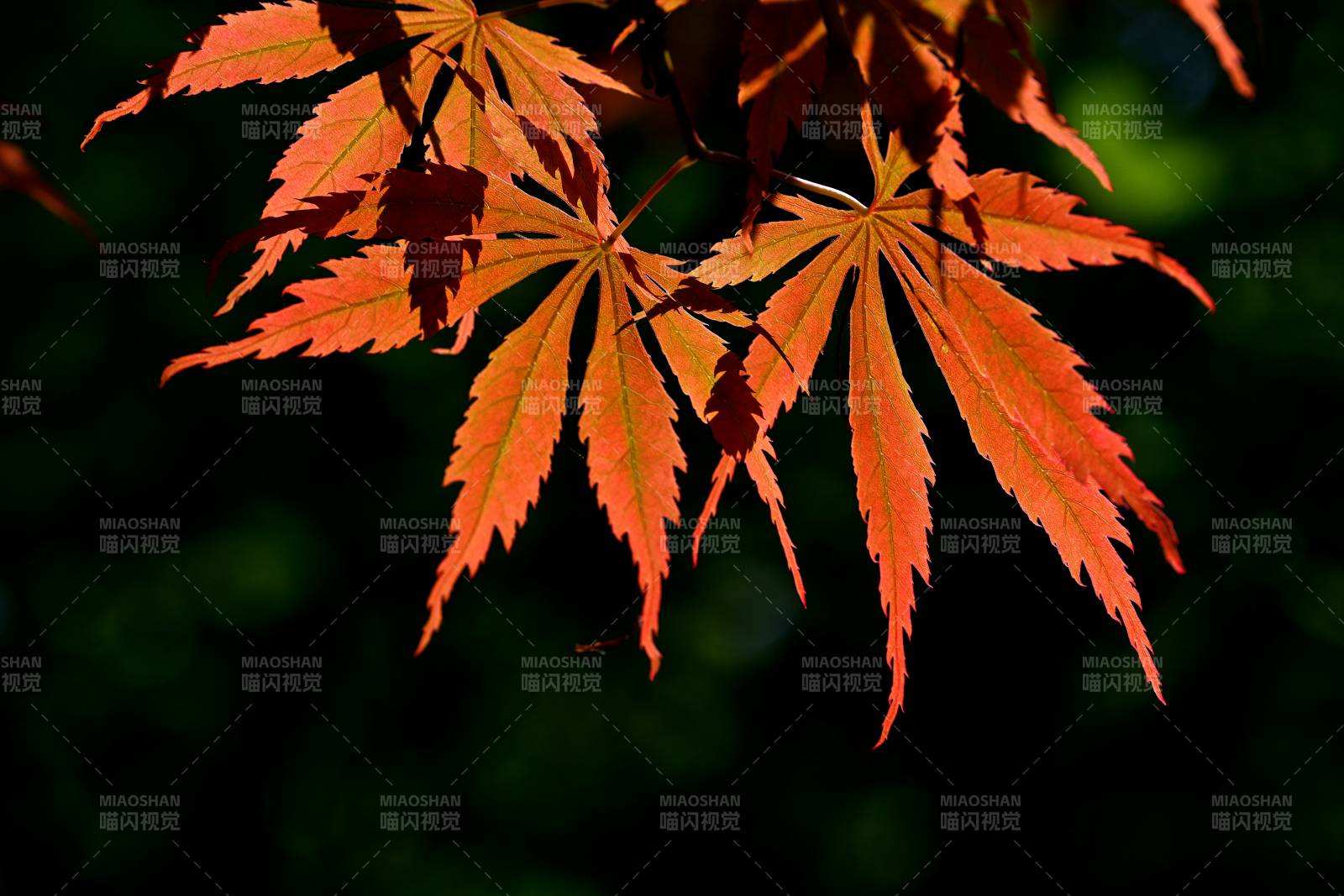 春枫红艳 光影如画图片