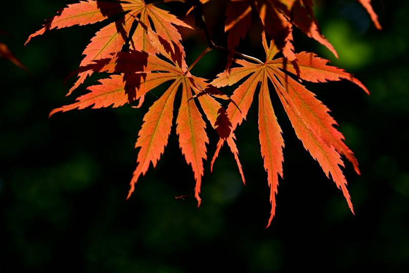 春枫红艳 光影如画图片